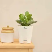 Indoor Plants category