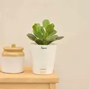 Indoor Plants category