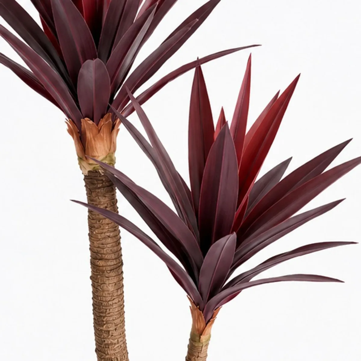 Close-up of burgundy pointed dracaena leaves and natural-looking textured stems