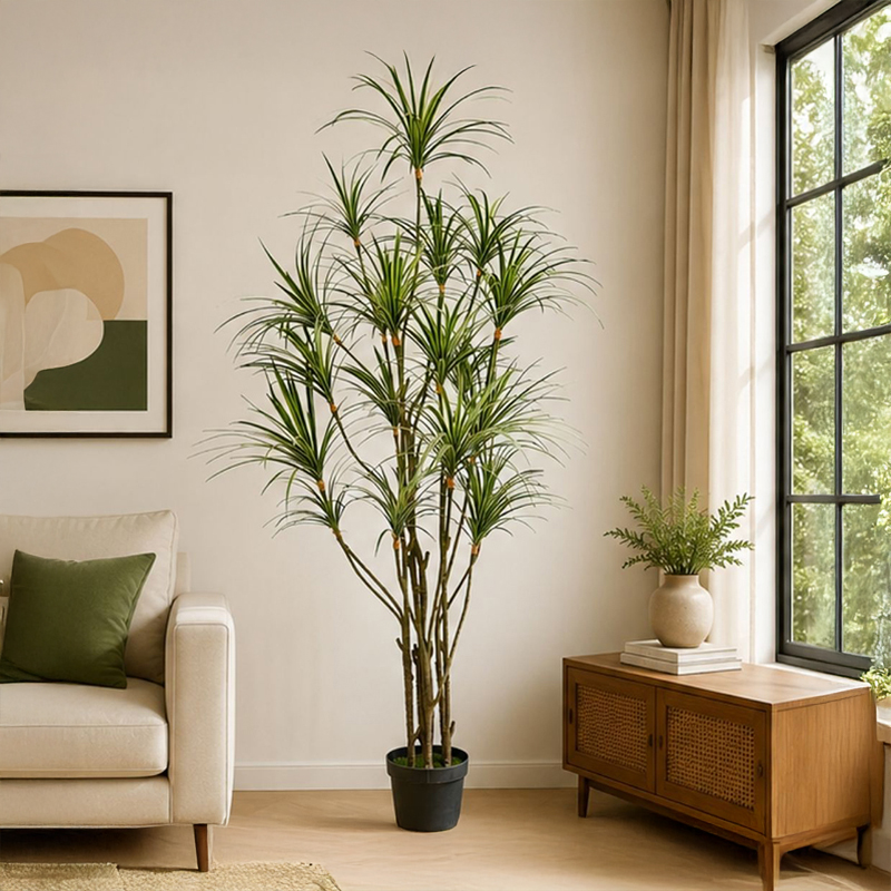 Dracaena Marginata II