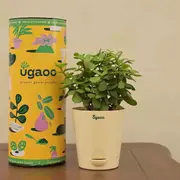 Ugaoo category