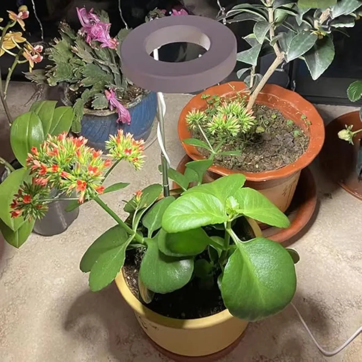 Ring grow light illuminating several potted plants in an outdoor setting
