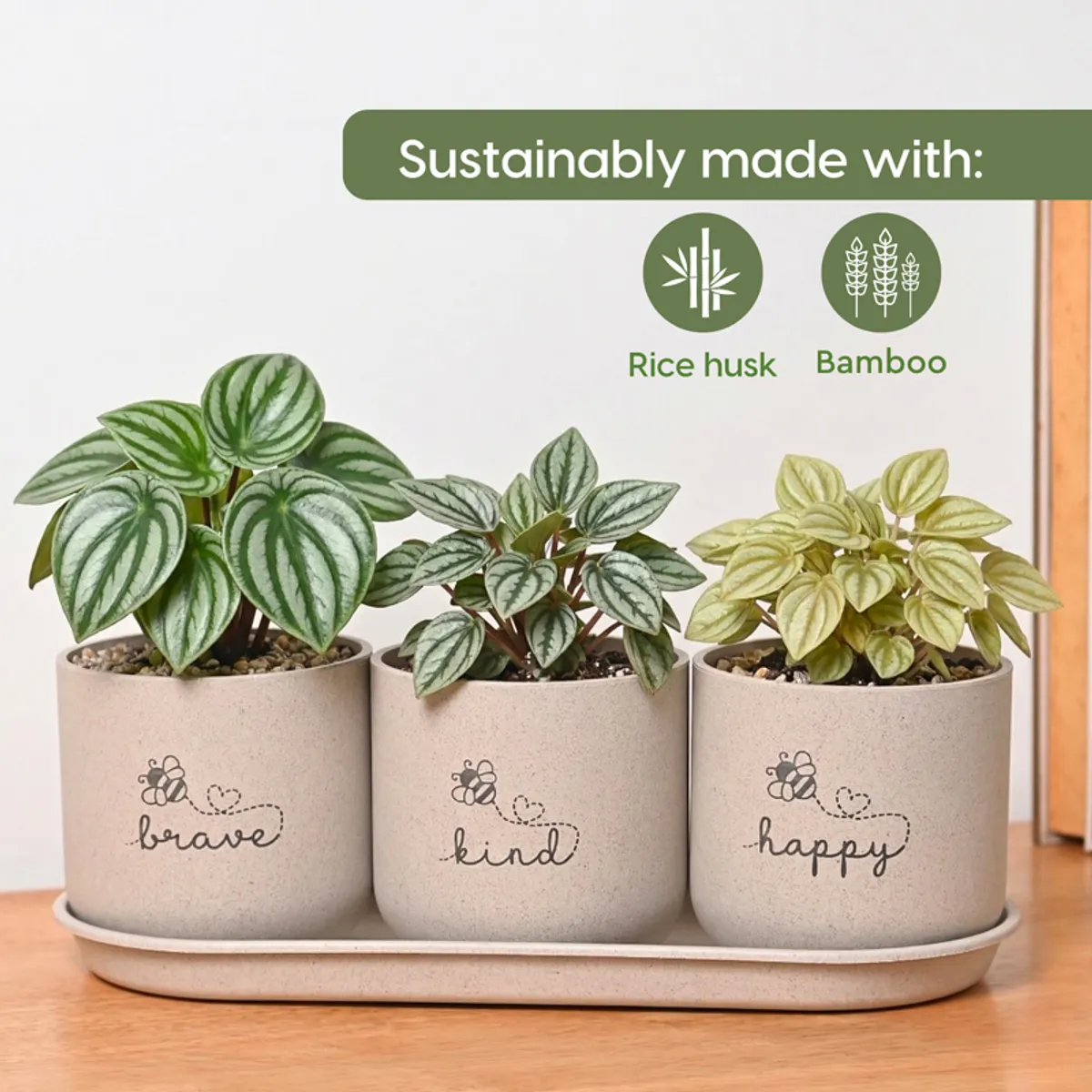 Three beige cylindrical planters with plants on a matching tray indoors