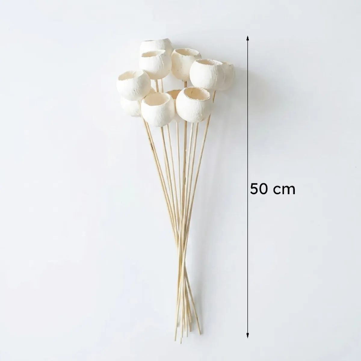 White bell cup dried stems shown beside a 50 cm height measurement