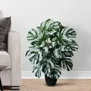 Table Plant category