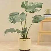 Live Plants category