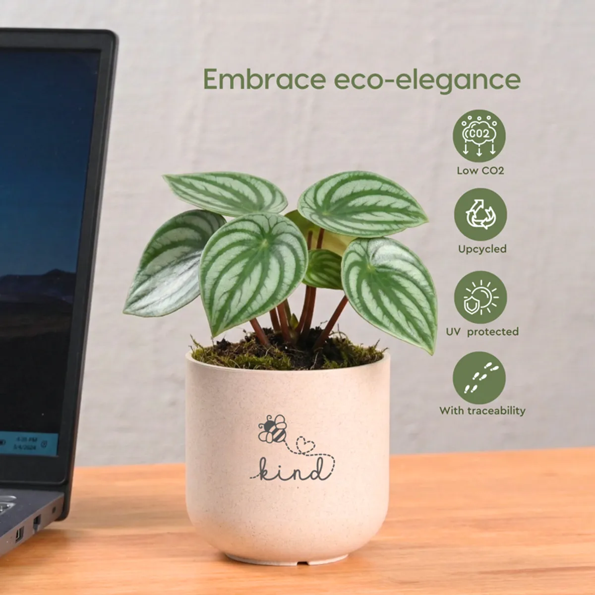 Single beige planter with leafy plant placed on a desk beside a laptop