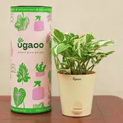 Plants category