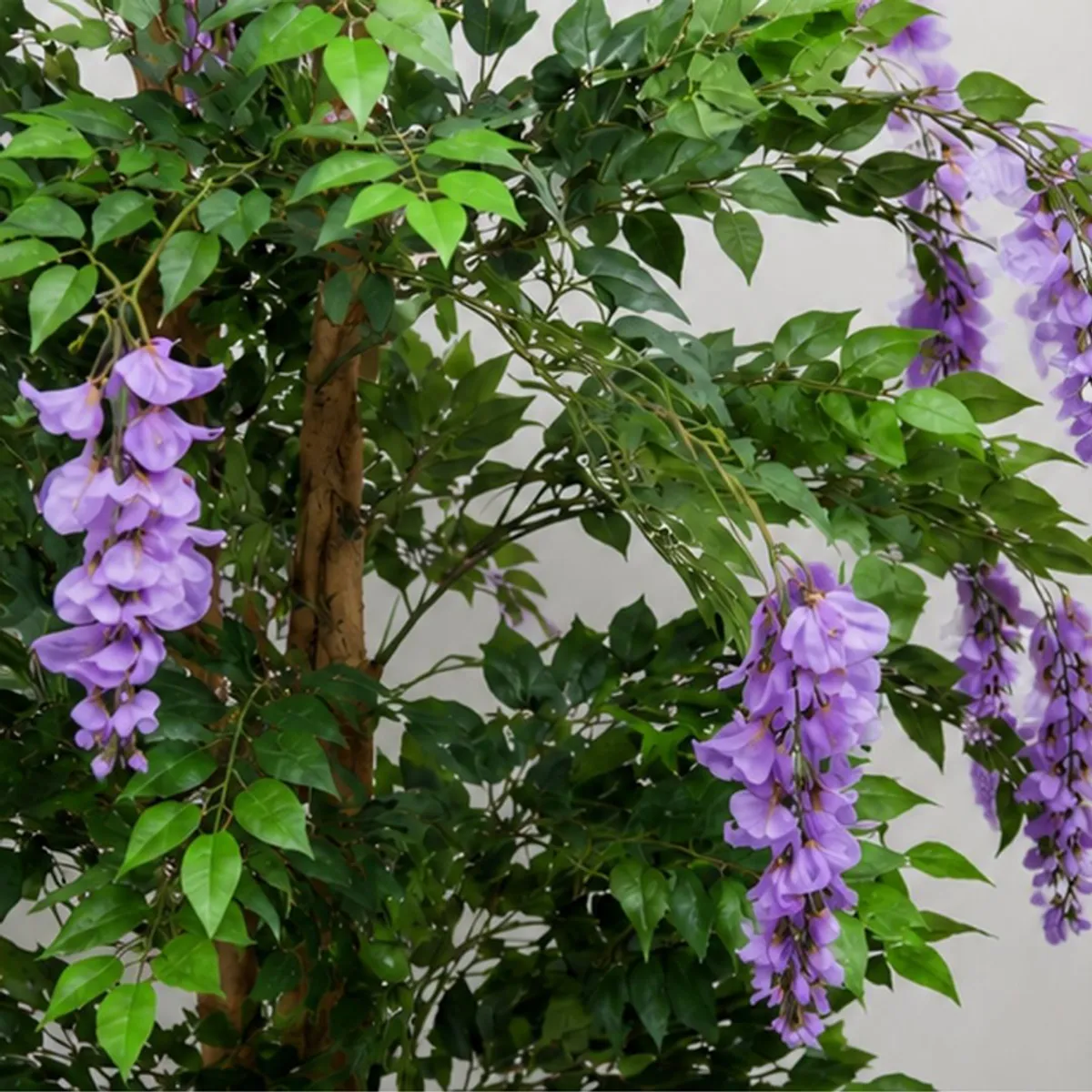 Close-up of purple wisteria flower clusters, green leaves and natural-looking brown trunks