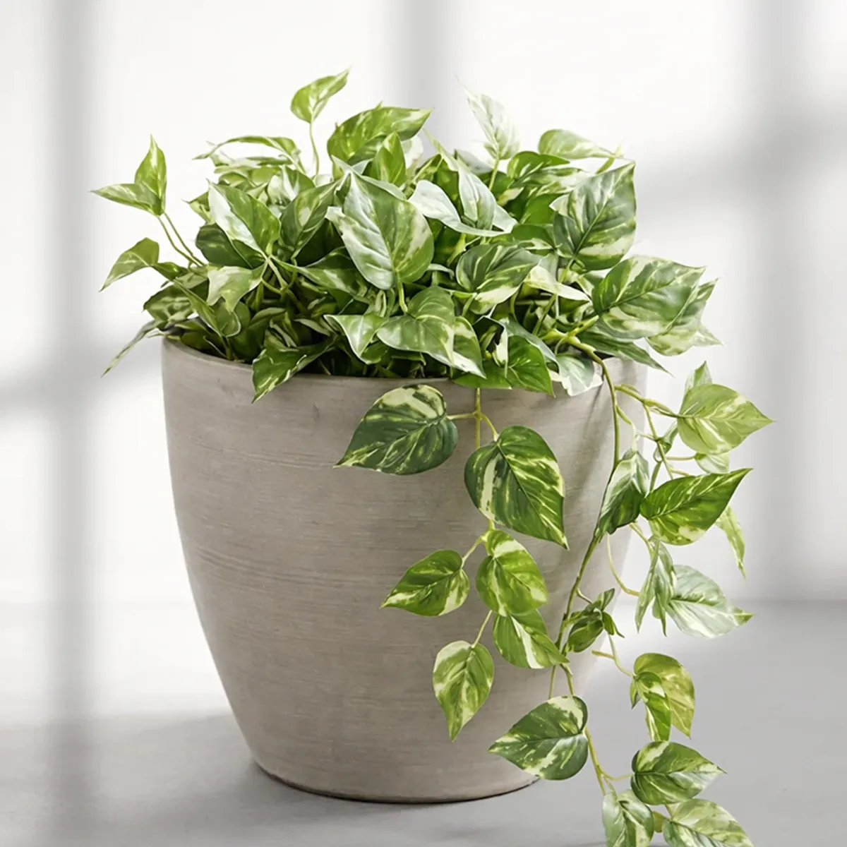 Close view of a grey matte planter with lush green trailing leaves