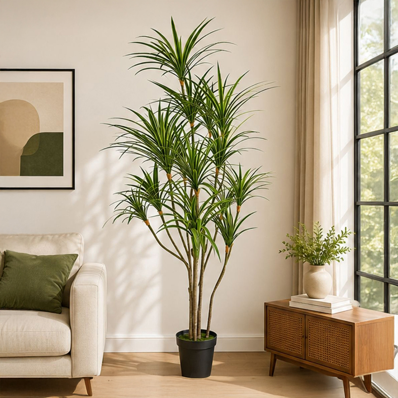 Dracaena Marginata I