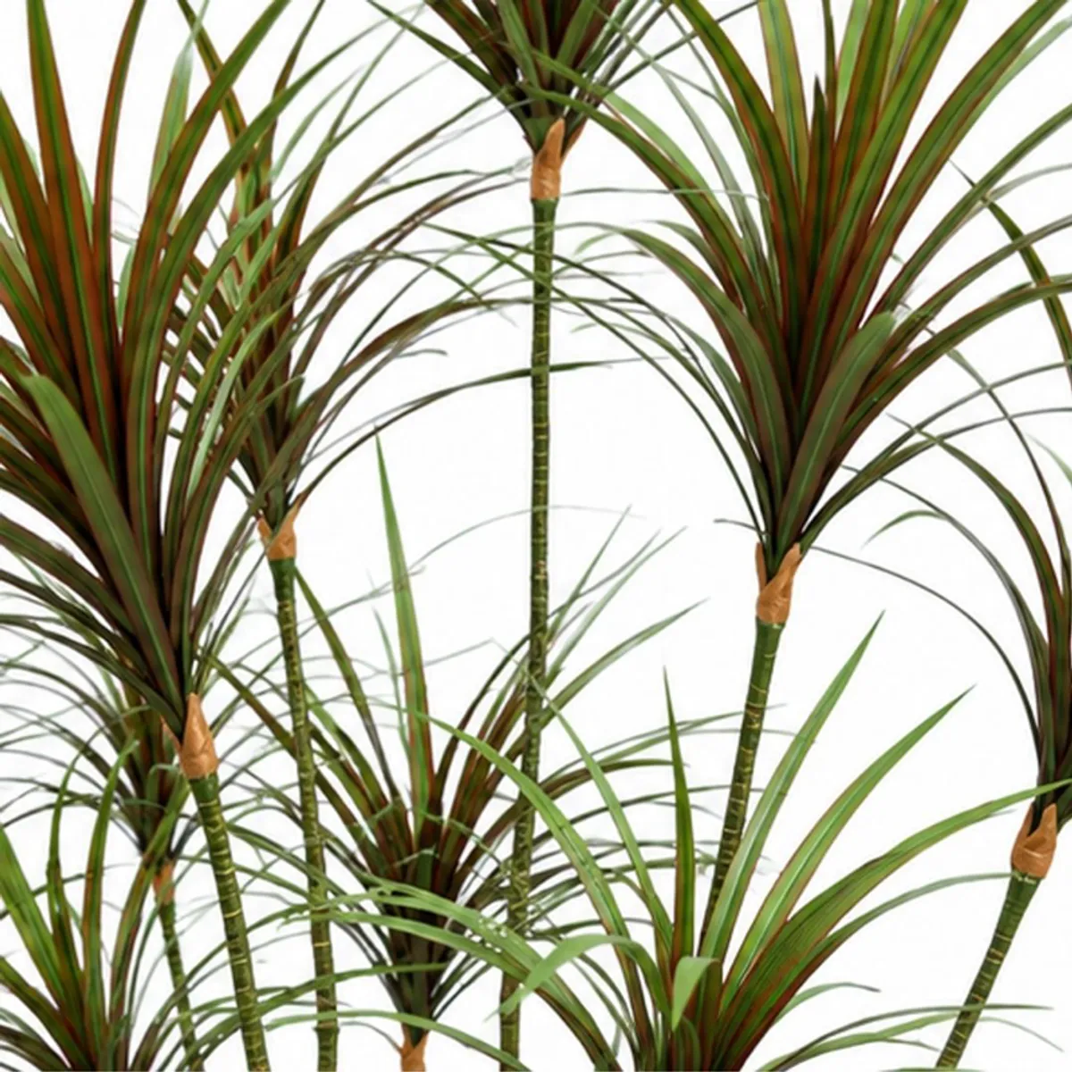 Close-up of artificial Dracaena cane stems and long green and red leaves
