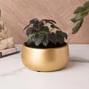 Gold Planter category