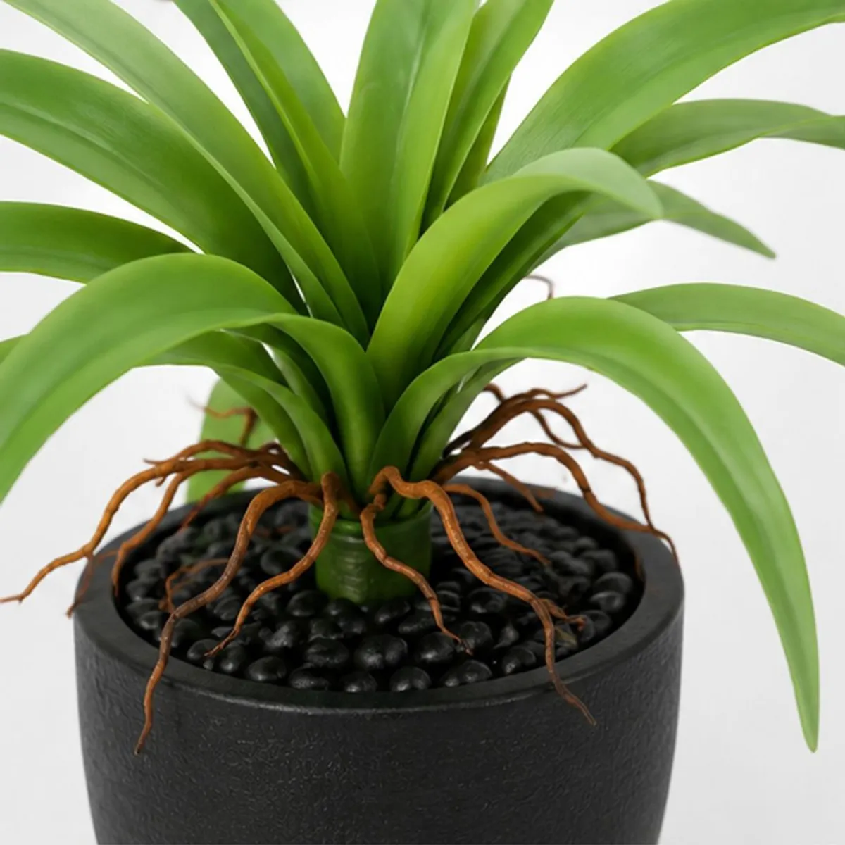 Close-up view of the bromeliad's green leaves and brown root details
