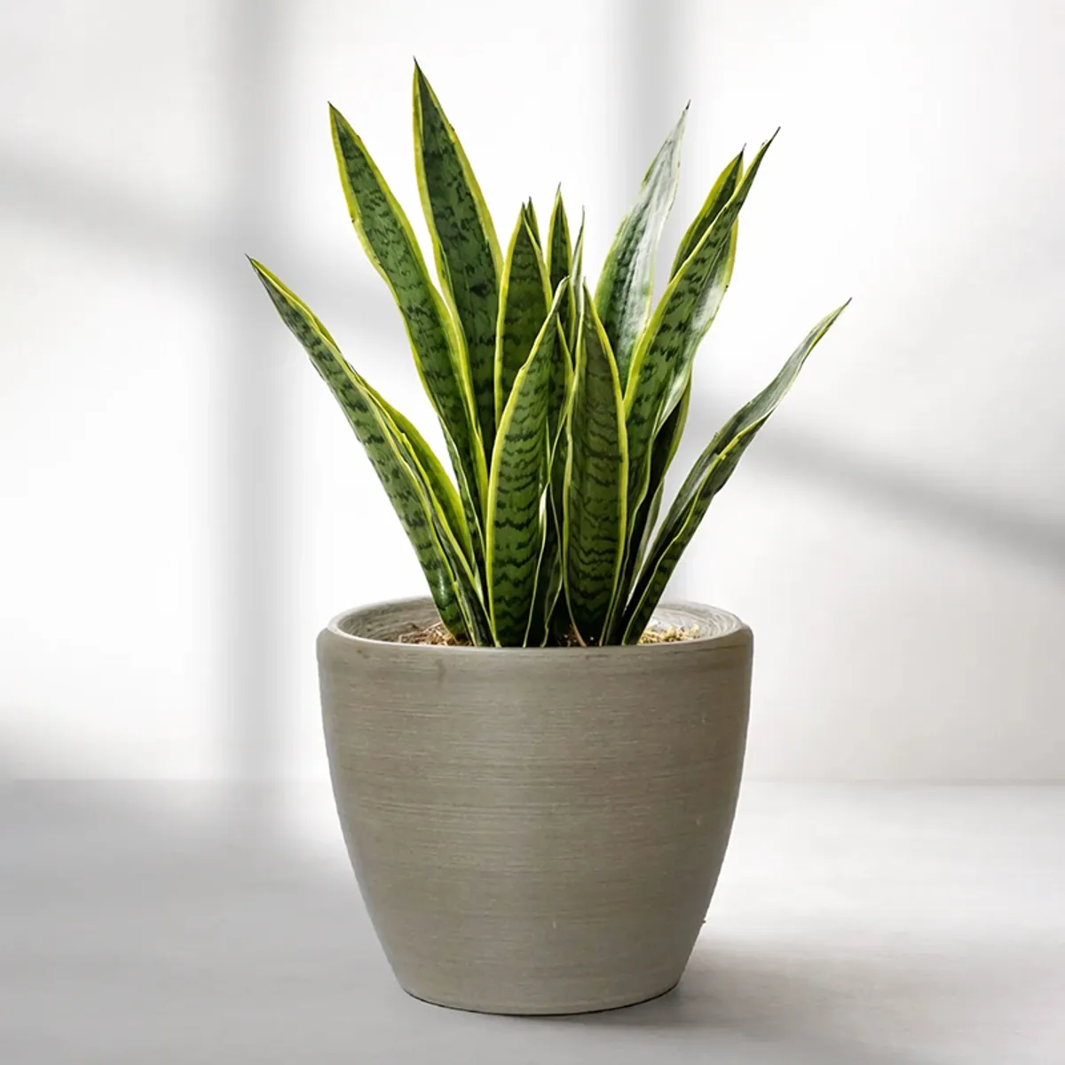 Grey cylindrical planter with upright green variegated leaves against a soft background