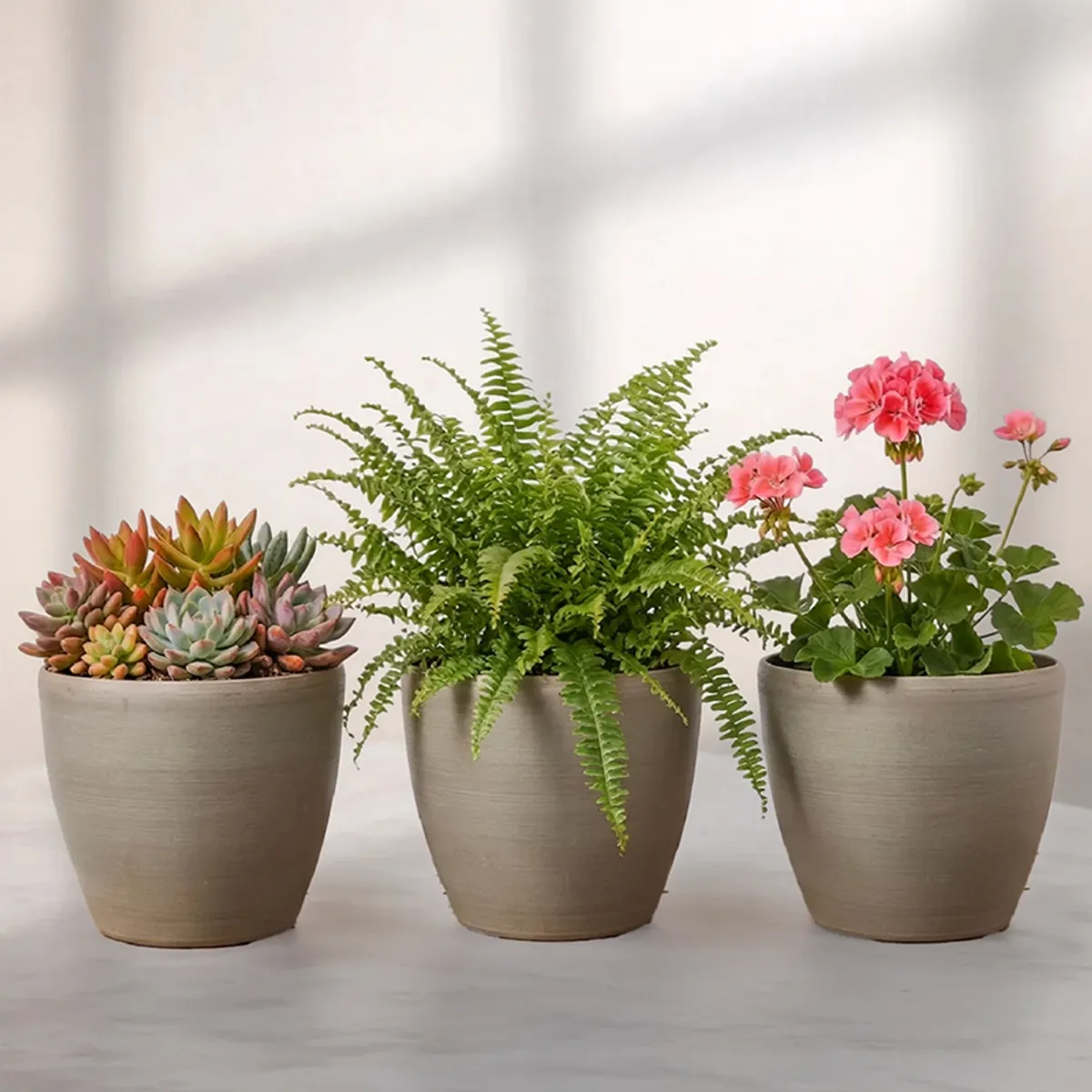 Set of three grey cylindrical planters styled with different plants against a plain backdrop