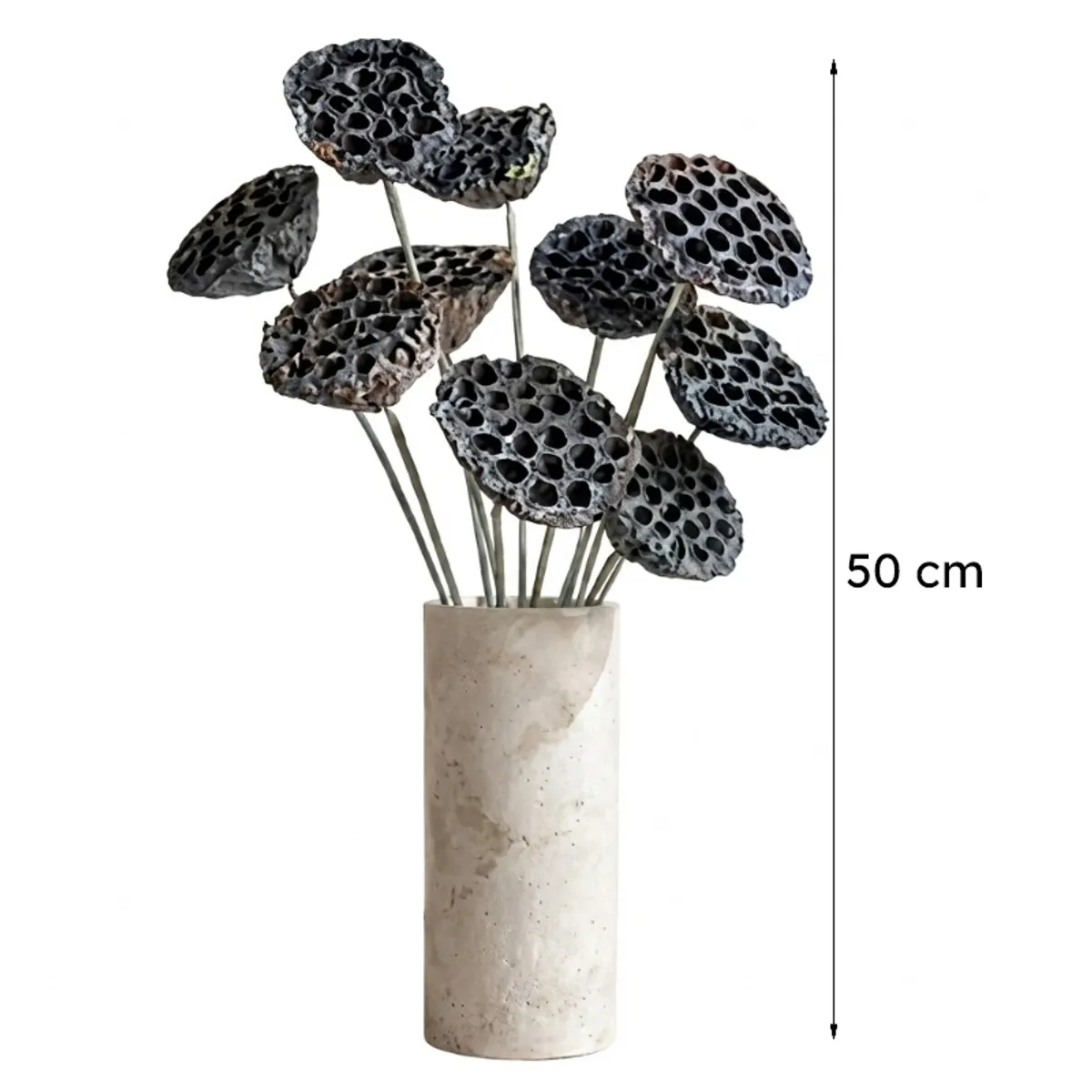 Lotus seed pod flower sticks shown with a 50 cm height indicator