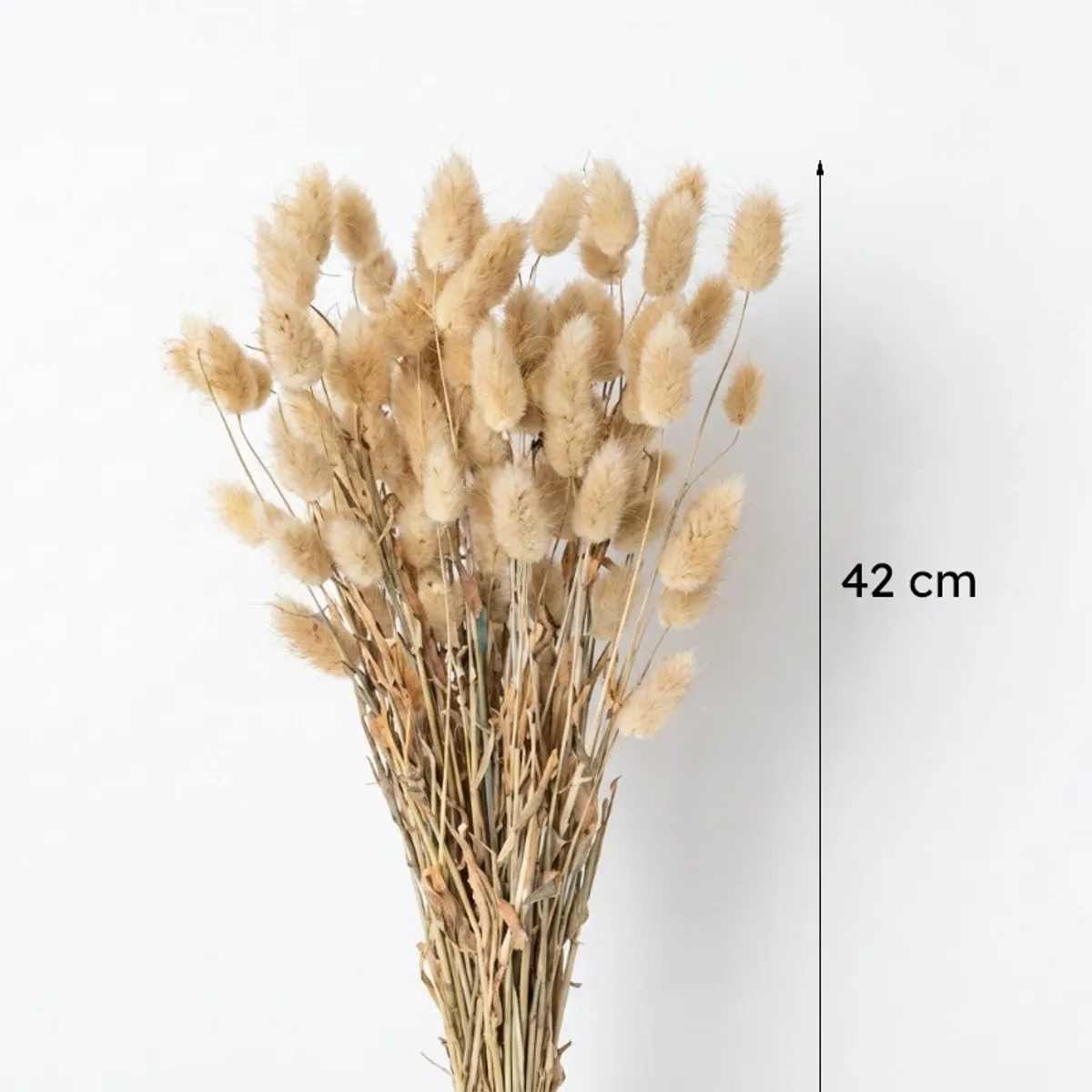Beige bunny tail dried grass bunch shown with a visible 42 cm height reference