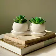 Succulents Plants category