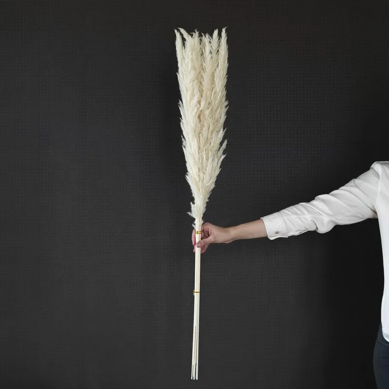 Single tied bunch of ivory dried pampas stems held upright
