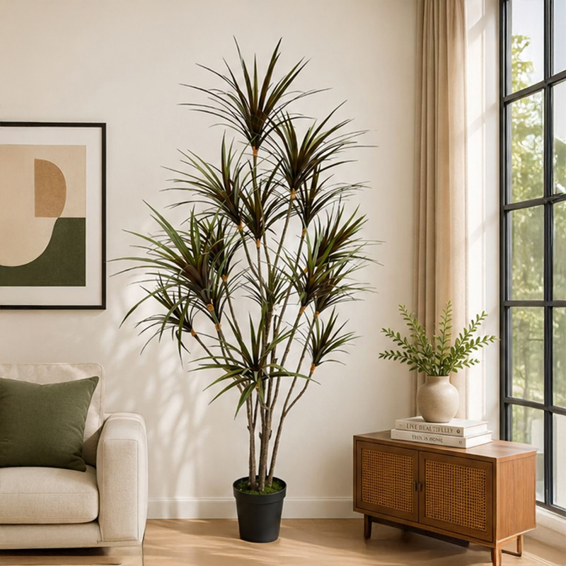 Dracaena Marginata II