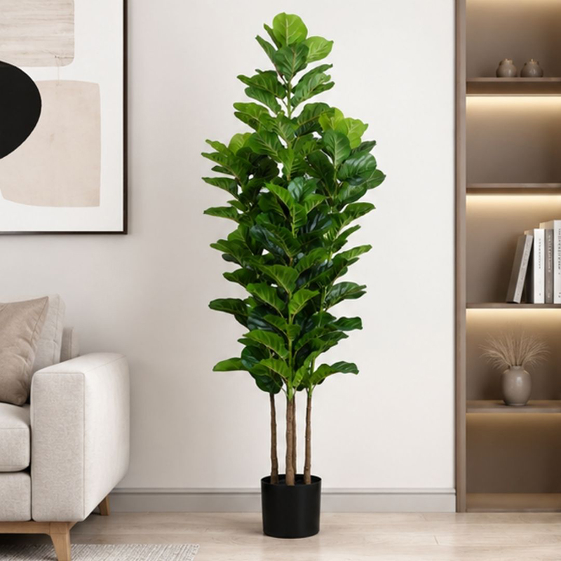 Fiddle Leaf II