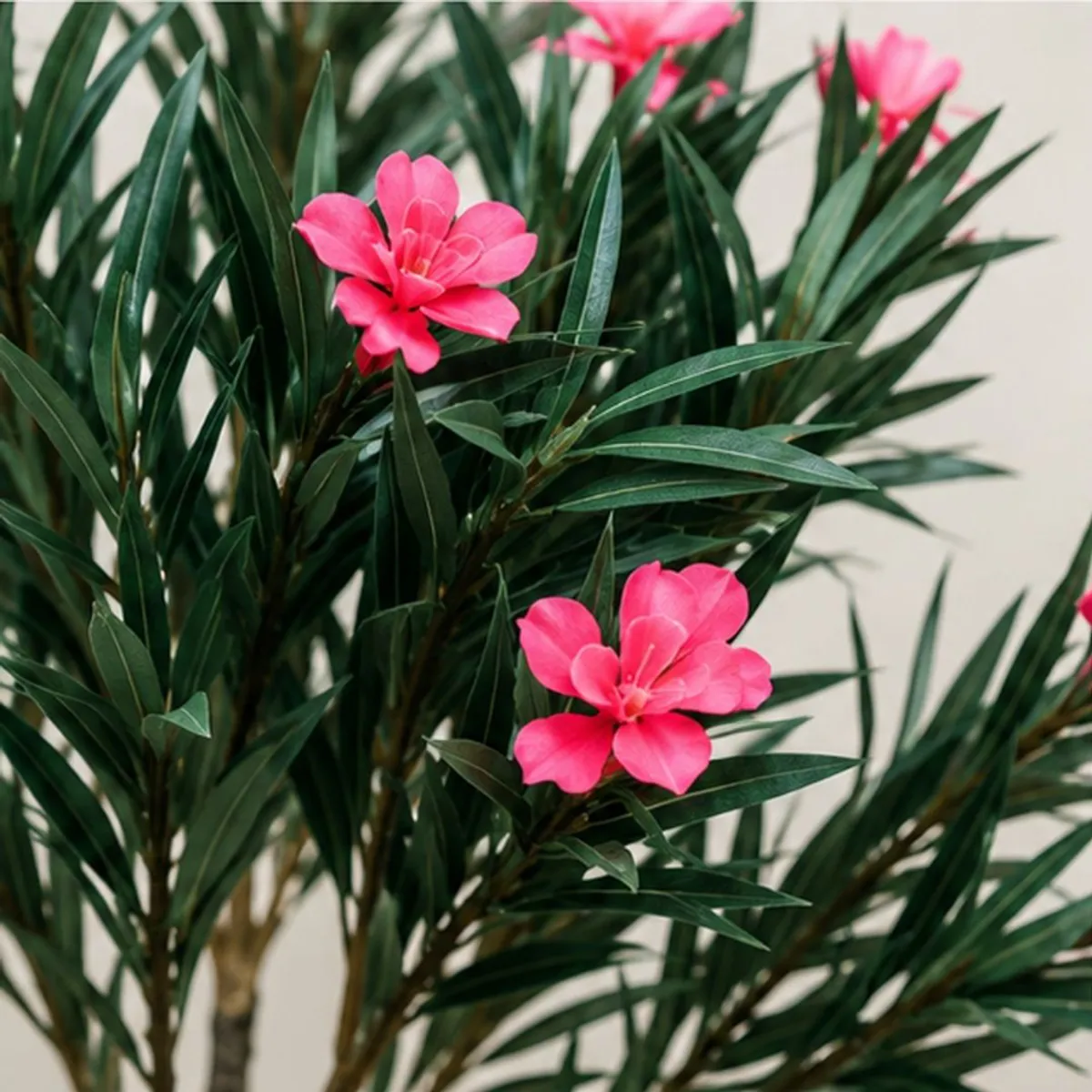 Close-up of pink oleander flowers and narrow dark green leaves