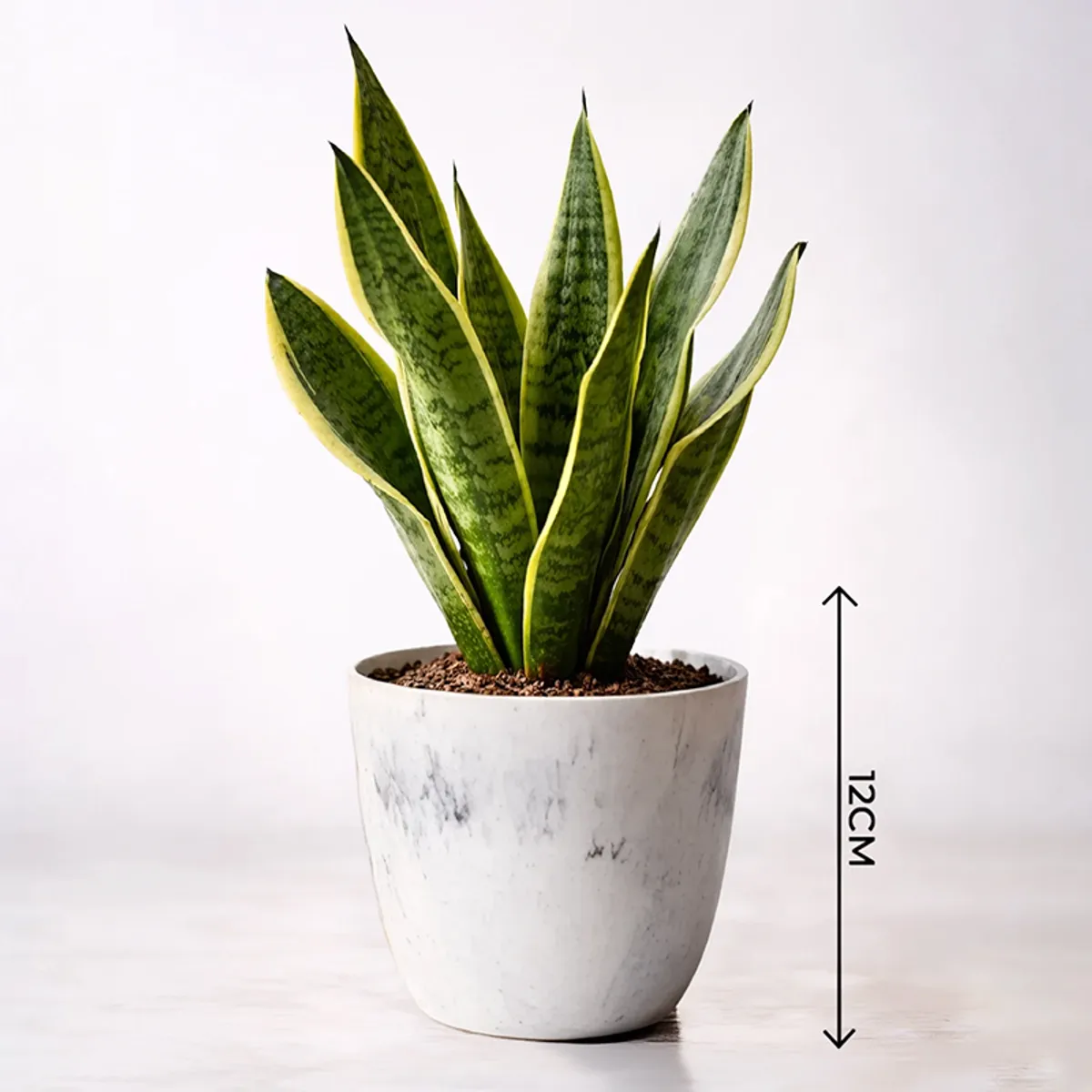 Single white cylindrical planter with a snake plant on a plain background