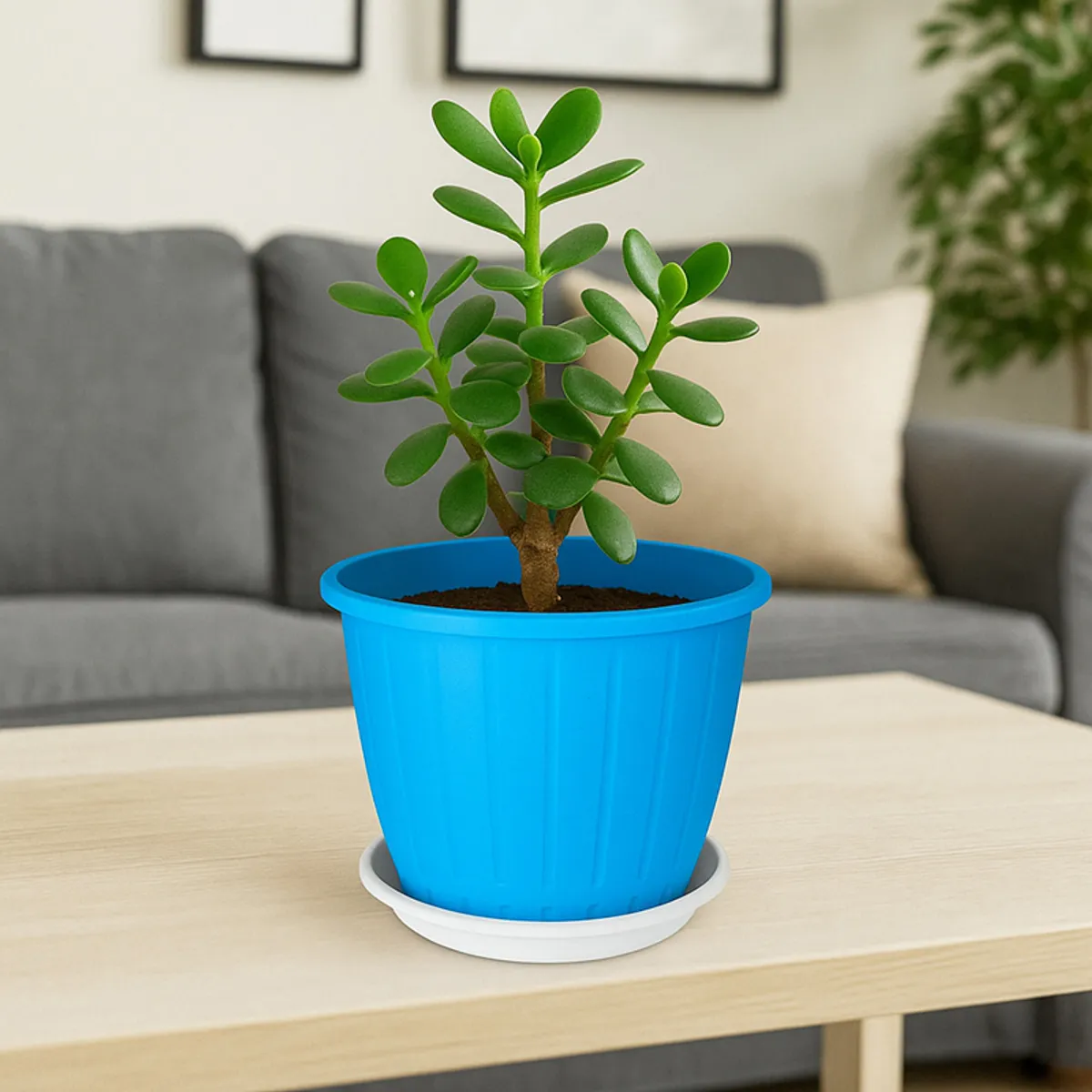 Blue glossy planter with a jade plant and white tray on a living room table