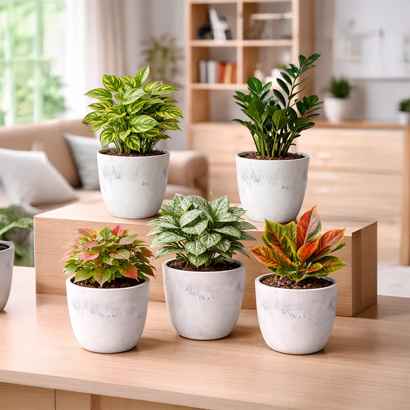 Set of Five
