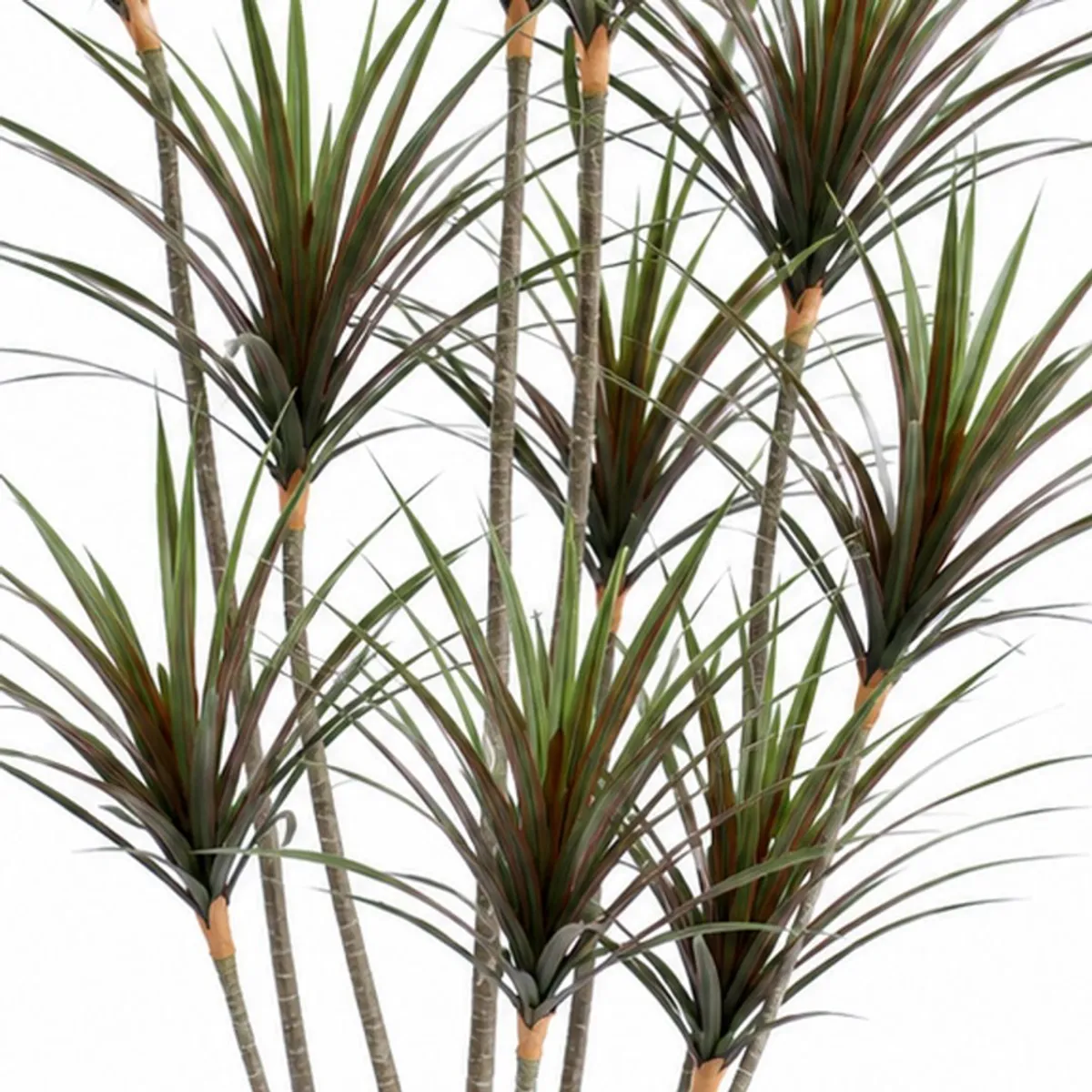 Close-up of artificial dracaena stems and long green and red leaves