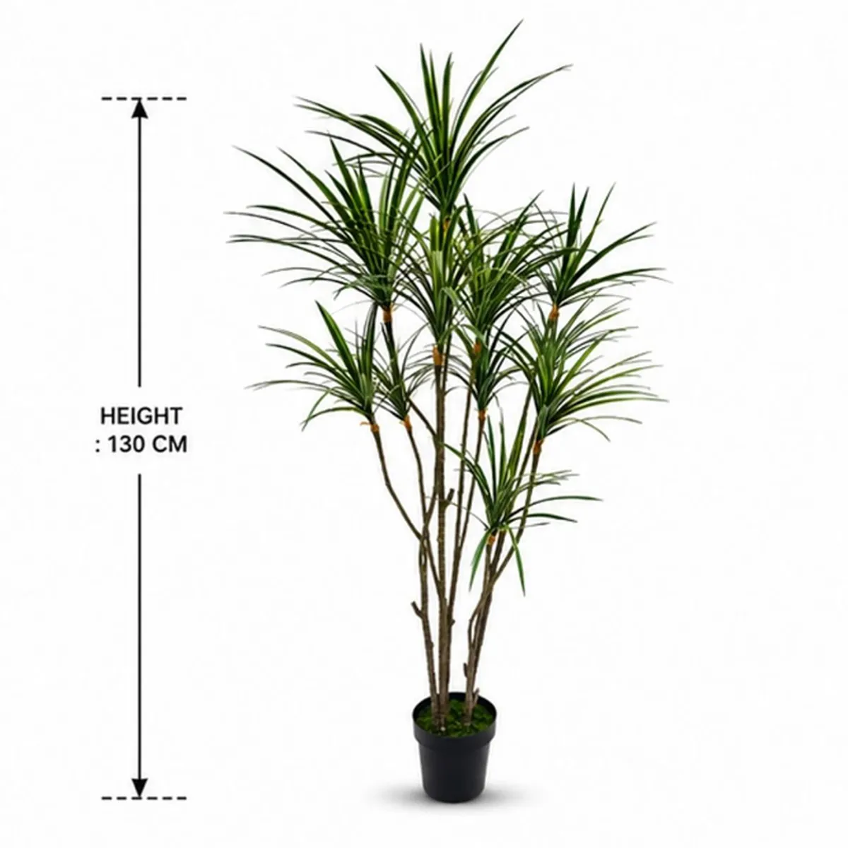 Full artificial Dracaena Marginata plant in a black pot shown with a 130 cm height marker