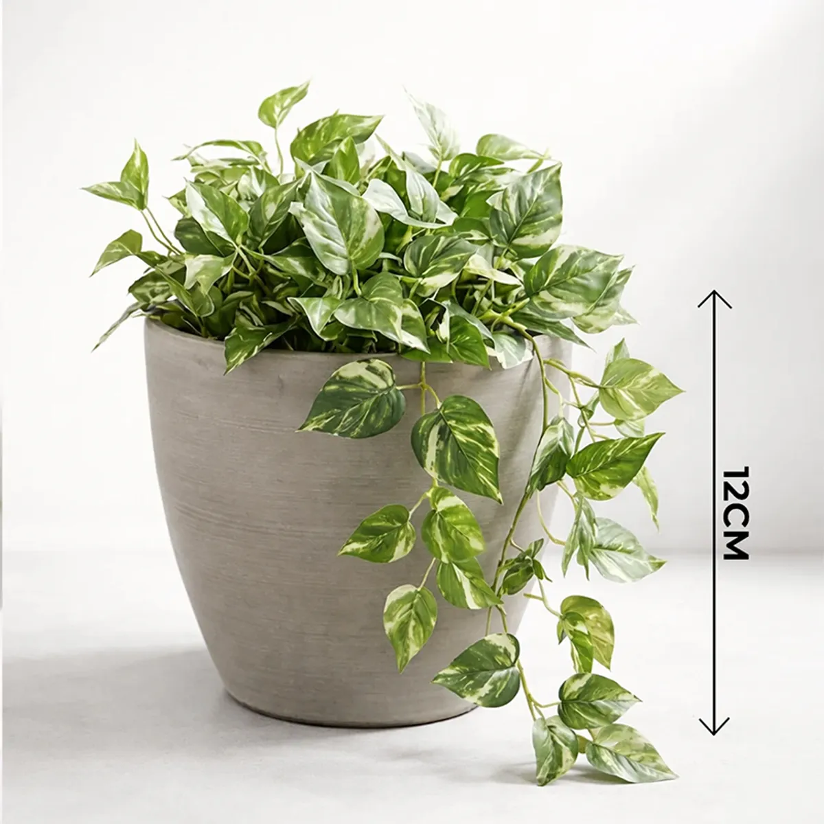 Single grey planter with trailing green foliage on a plain background
