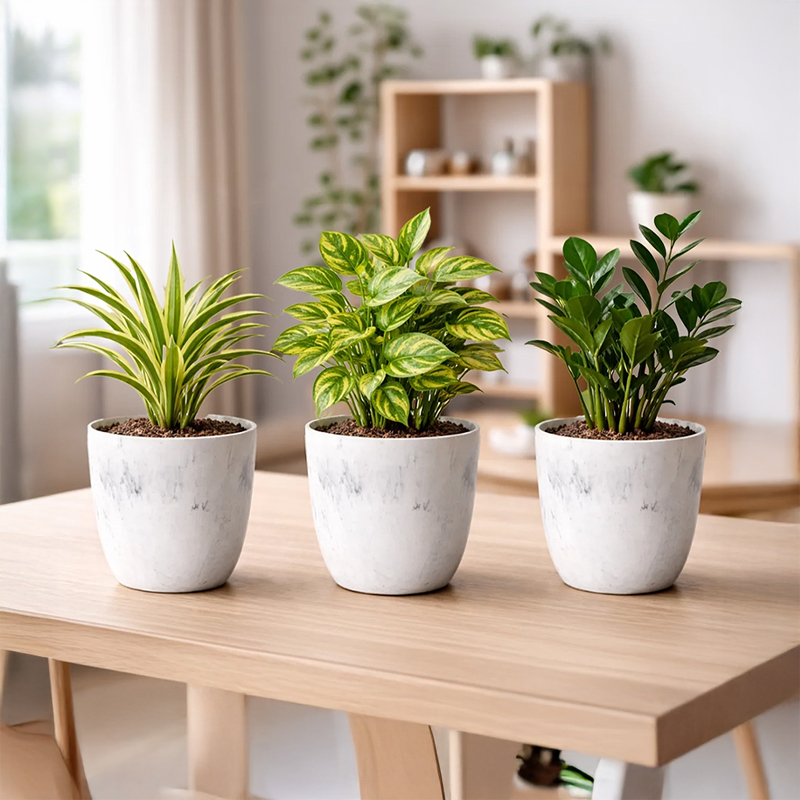 Set of Three