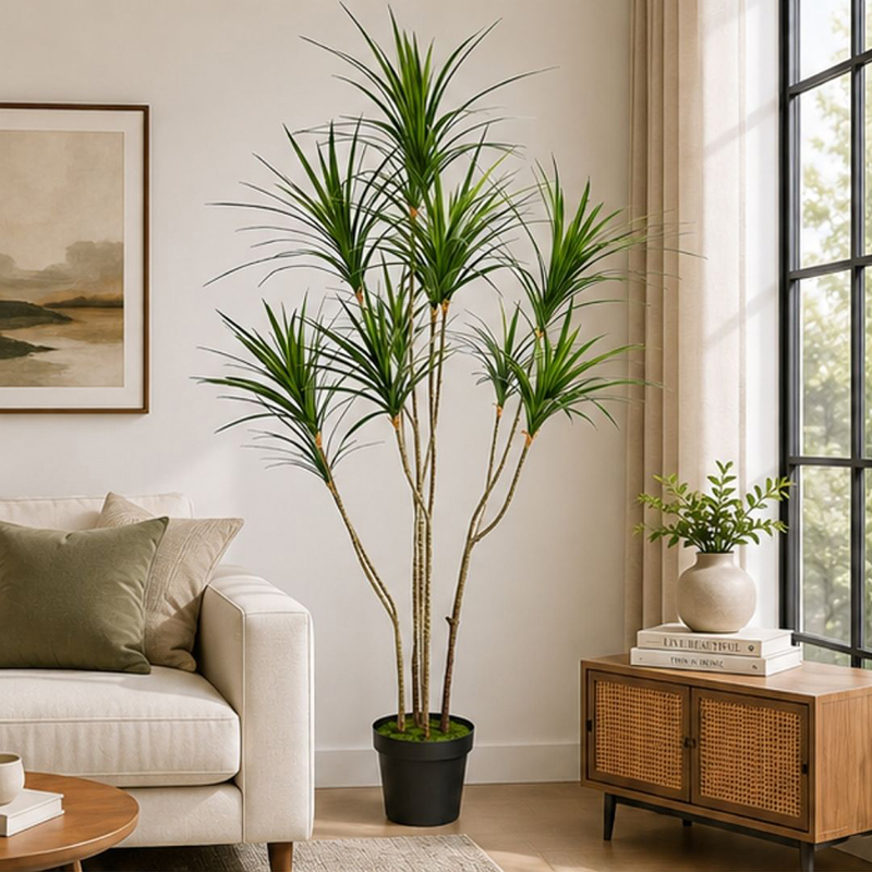 Dracaena Marginata I