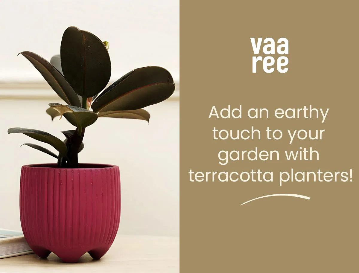 How to Choose Terracotta Planters for A Terrace Garden