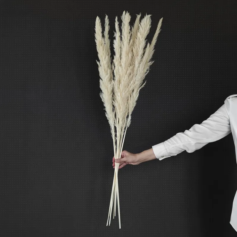 Hand holding a bunch of ivory dried pampas stems against a dark backdrop