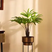 Small Plants category