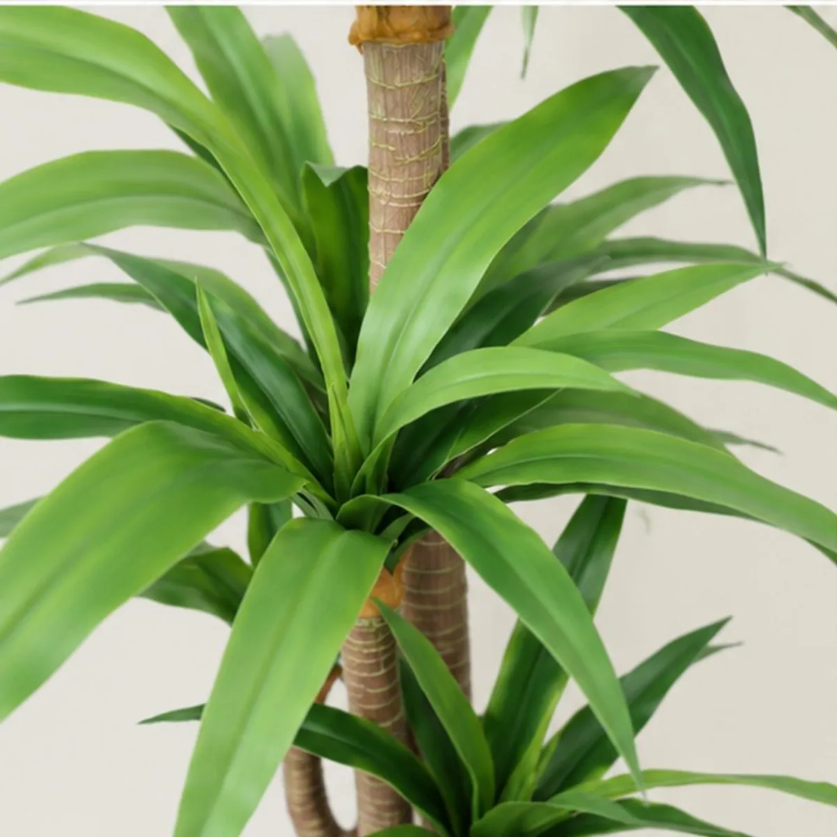 Close-up of green yucca leaves with light variegation and cane trunks