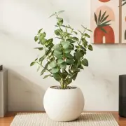 Small Plants category