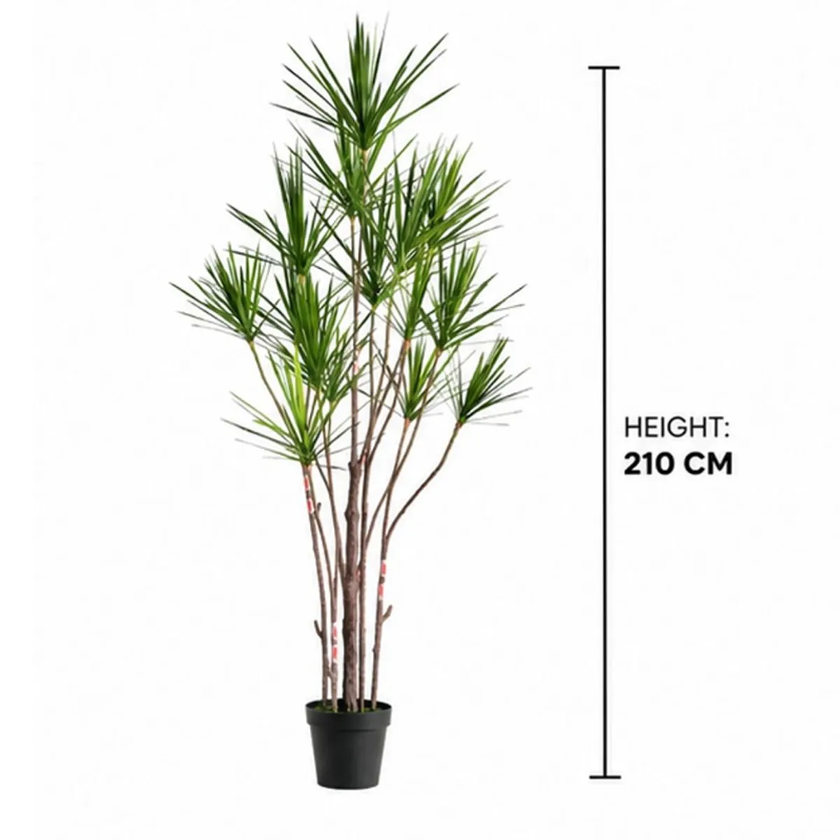 Artificial Dracaena Marginata plant in a black pot shown at 210 cm height