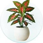 Artificial Plants
