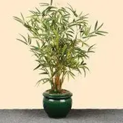 Bamboo Plants category