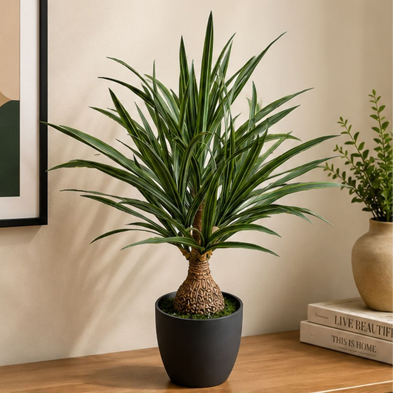 60 cm (2 ft) Artificial Dracaena Marginata Plant With Black Plastic Pot