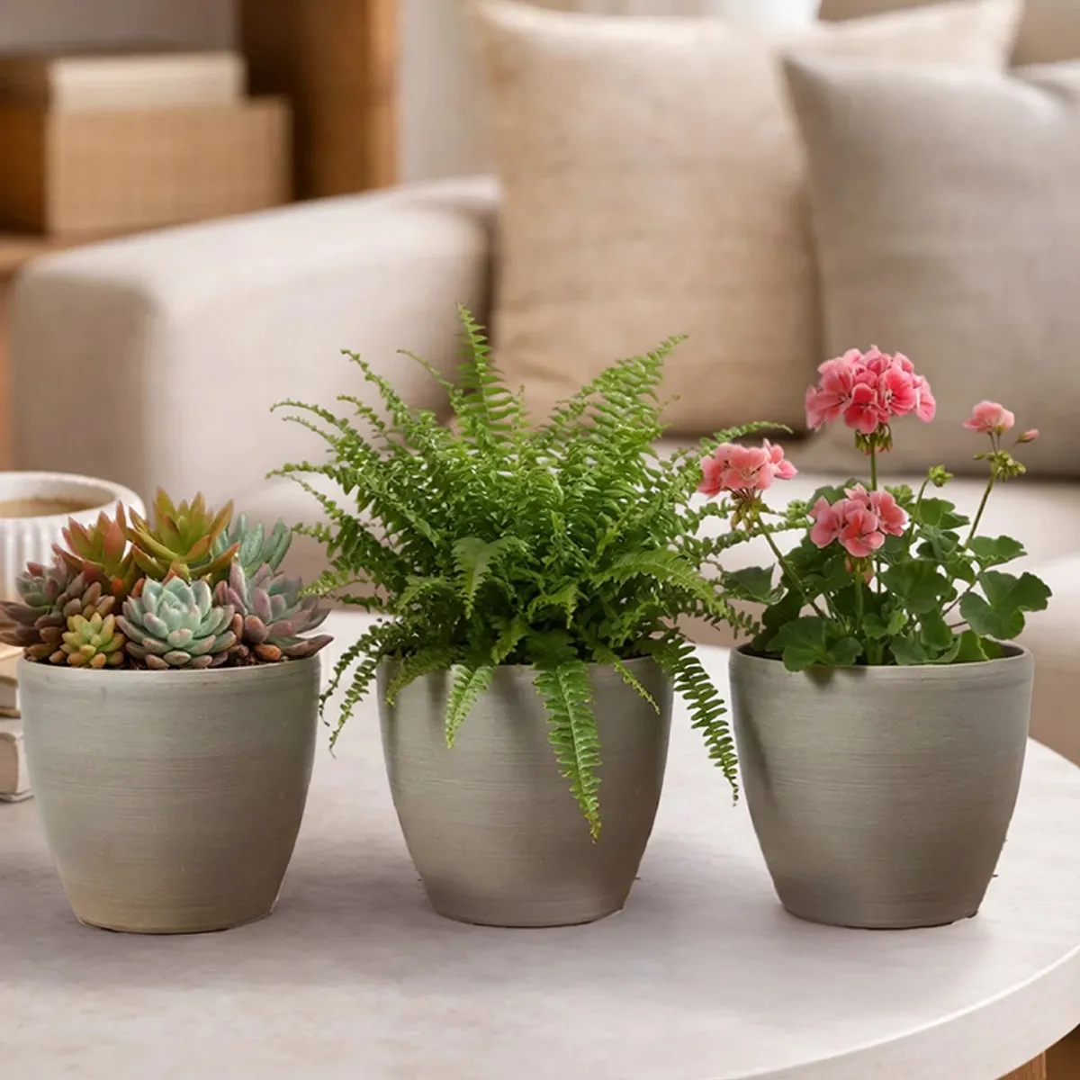 Three grey planters with succulent, fern and pink blooms in a living room setting