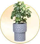 Pots & Planters