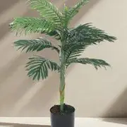 Areca Palm Plants category