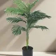 Areca Palm Plants category