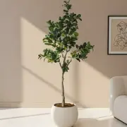 Large Plants category