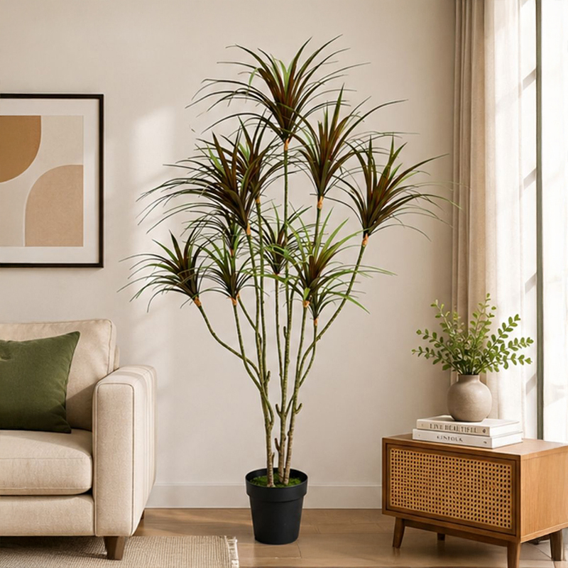 Dracaena Marginata III